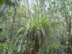 Image of Cardinal Air Plant