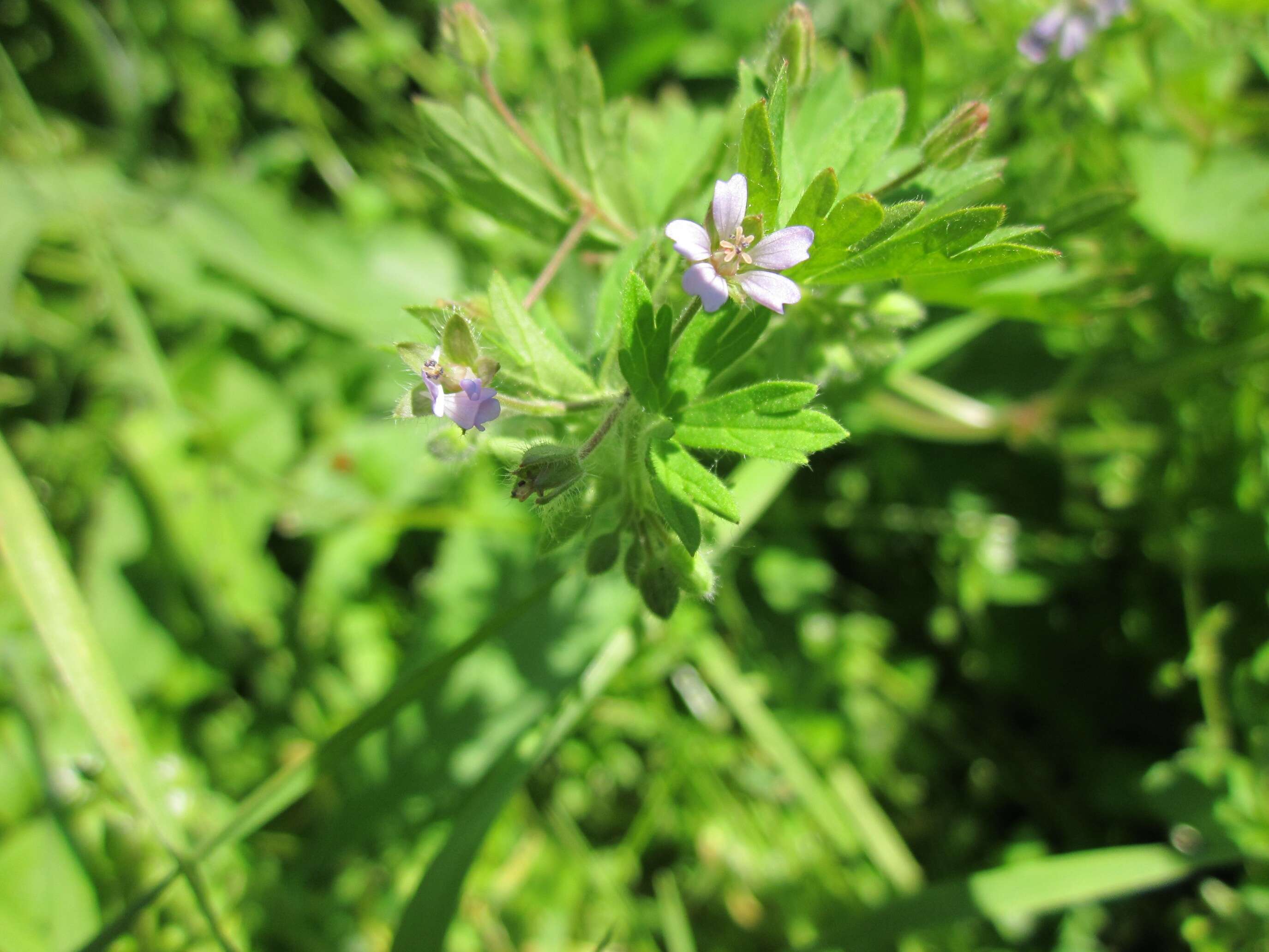 Imagem de Geranium pusillum L.