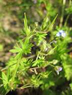 Image of Small-flowered Cranesbill