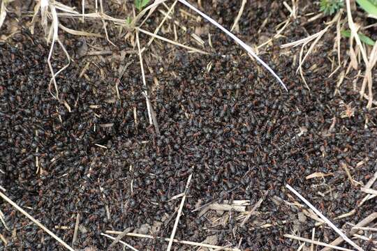 Image of Black-backed meadow ant