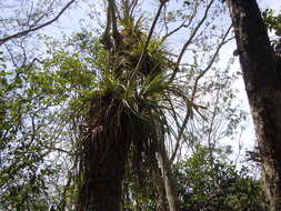 Image de Tillandsia fasciculata Sw.