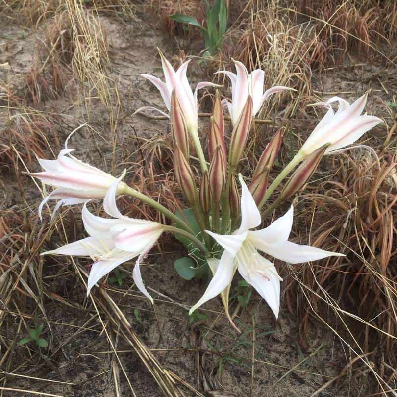 Image of Crinum crassicaule Baker