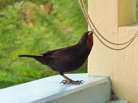 Image of Antillean bullfinches