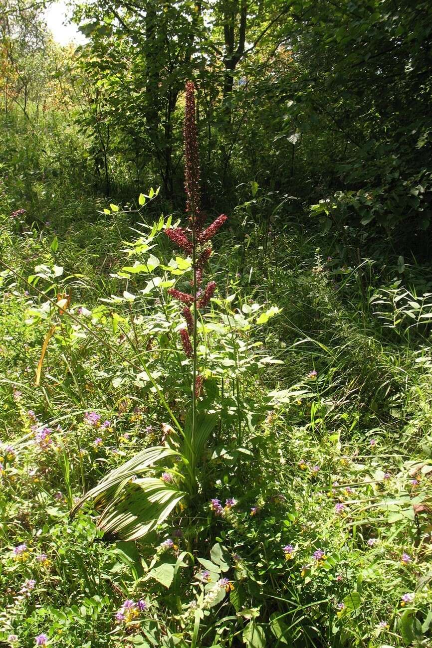 Image of black false hellebore