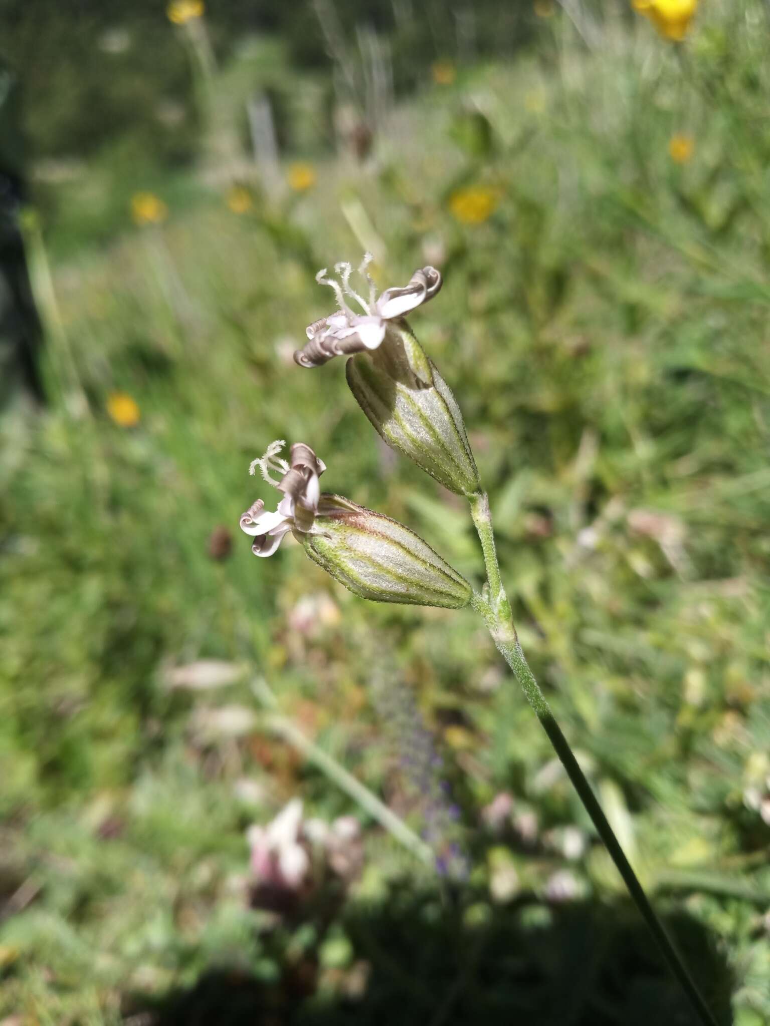 Imagem de Silene ciliata Pourret