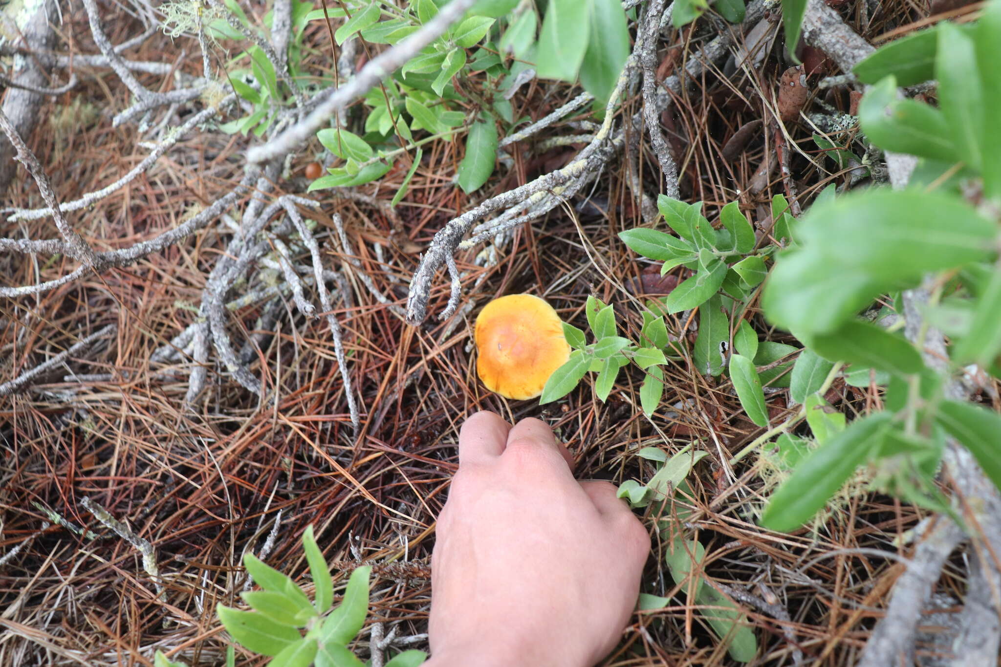 Image of Gymnopilus aurantiophyllus Hesler 1969