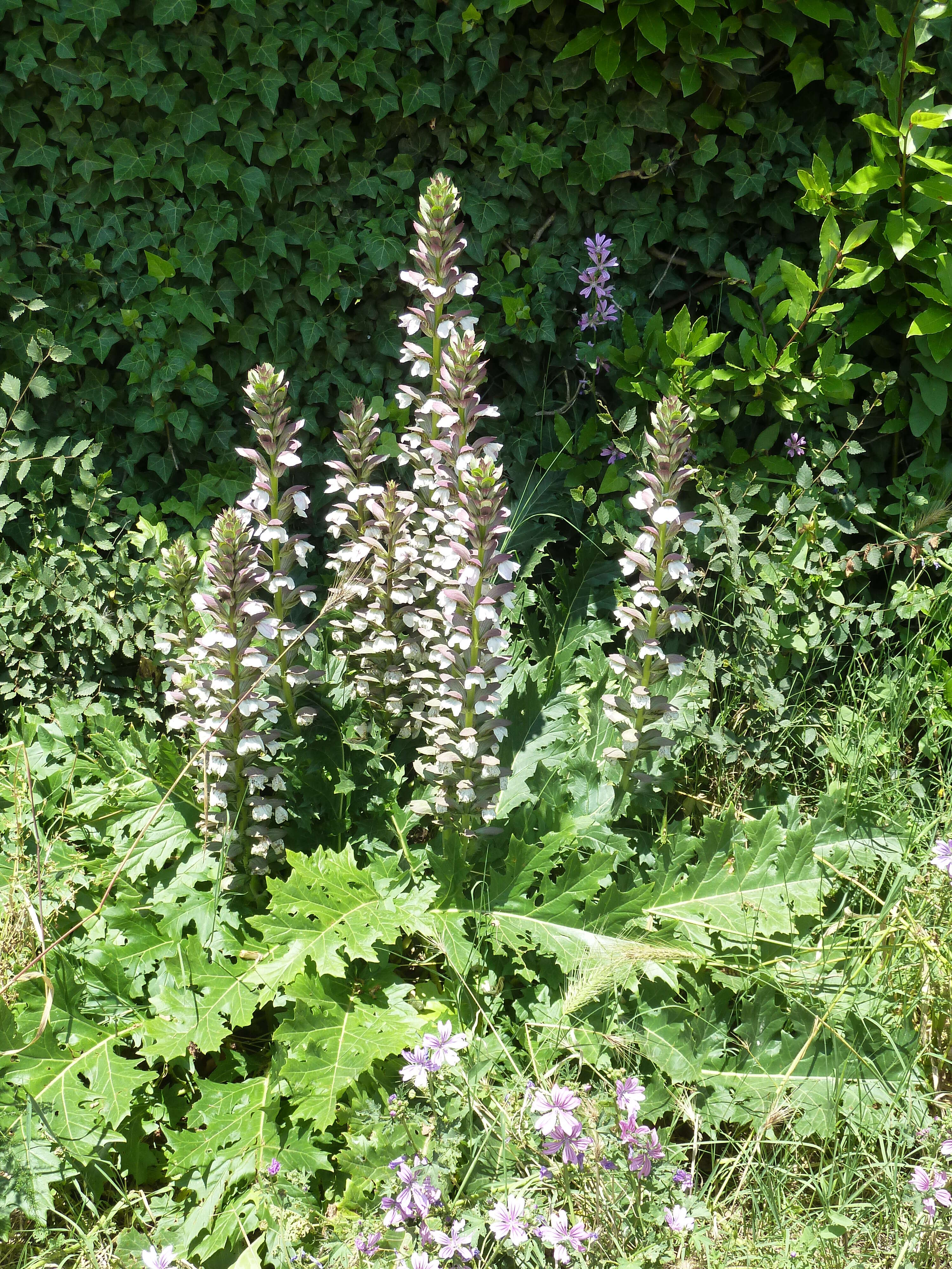 Image of Bear's Breeches