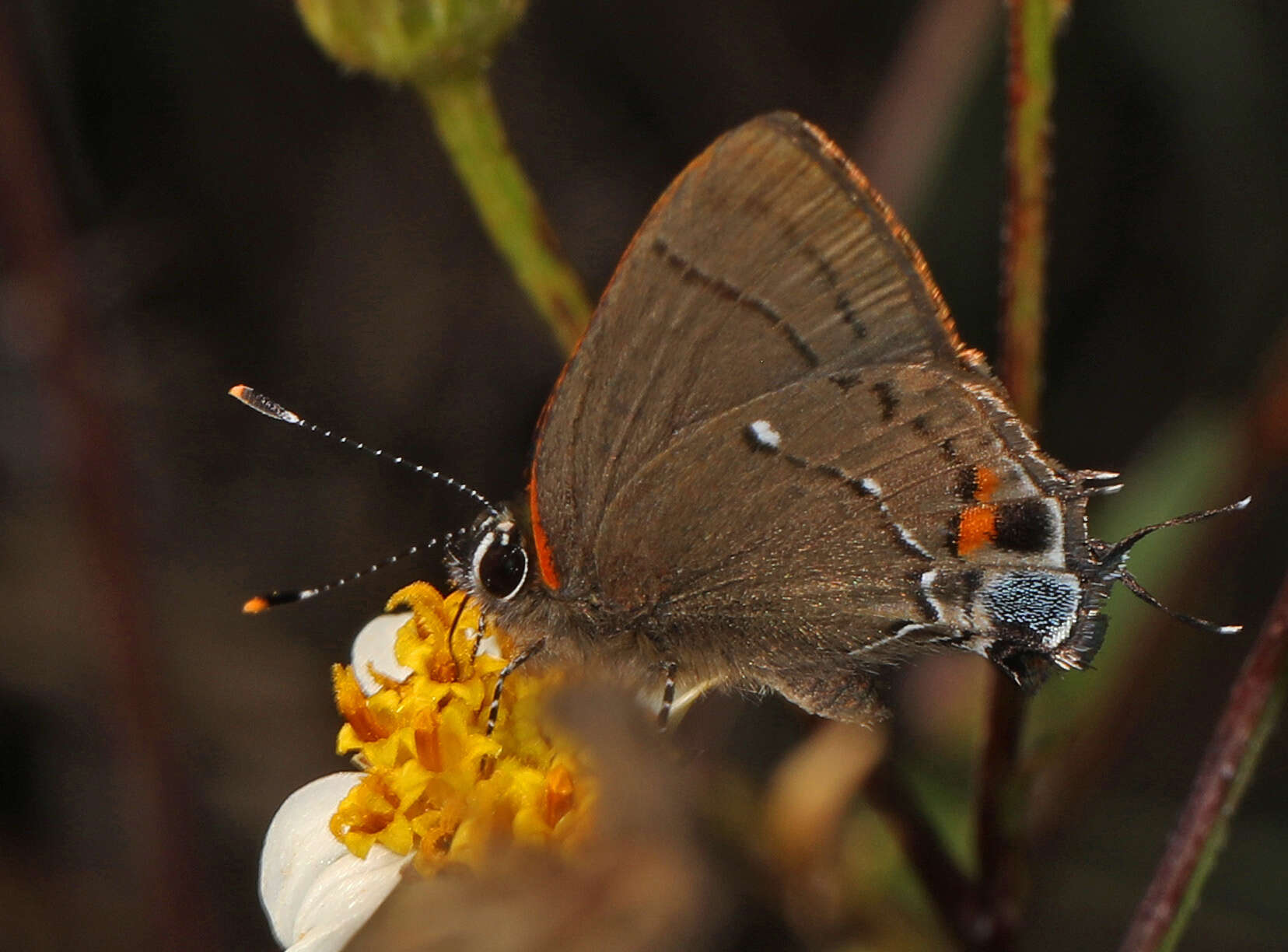 Image of Fulvous Hairstreak