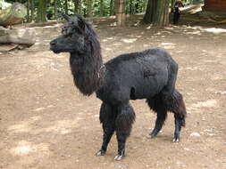 Image of Alpaca