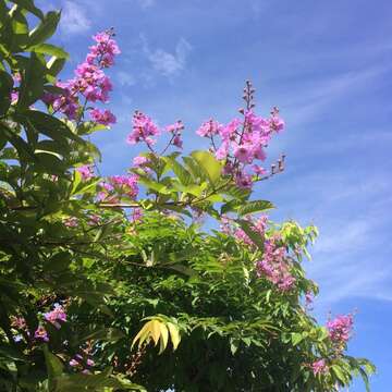 Sivun Lagerstroemia speciosa (L.) Pers. kuva