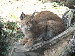 Image of Eurasian lynx