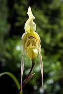 Image de Phragmipedium pearcei (Veitch ex J. Dix) Rauh & Senghas