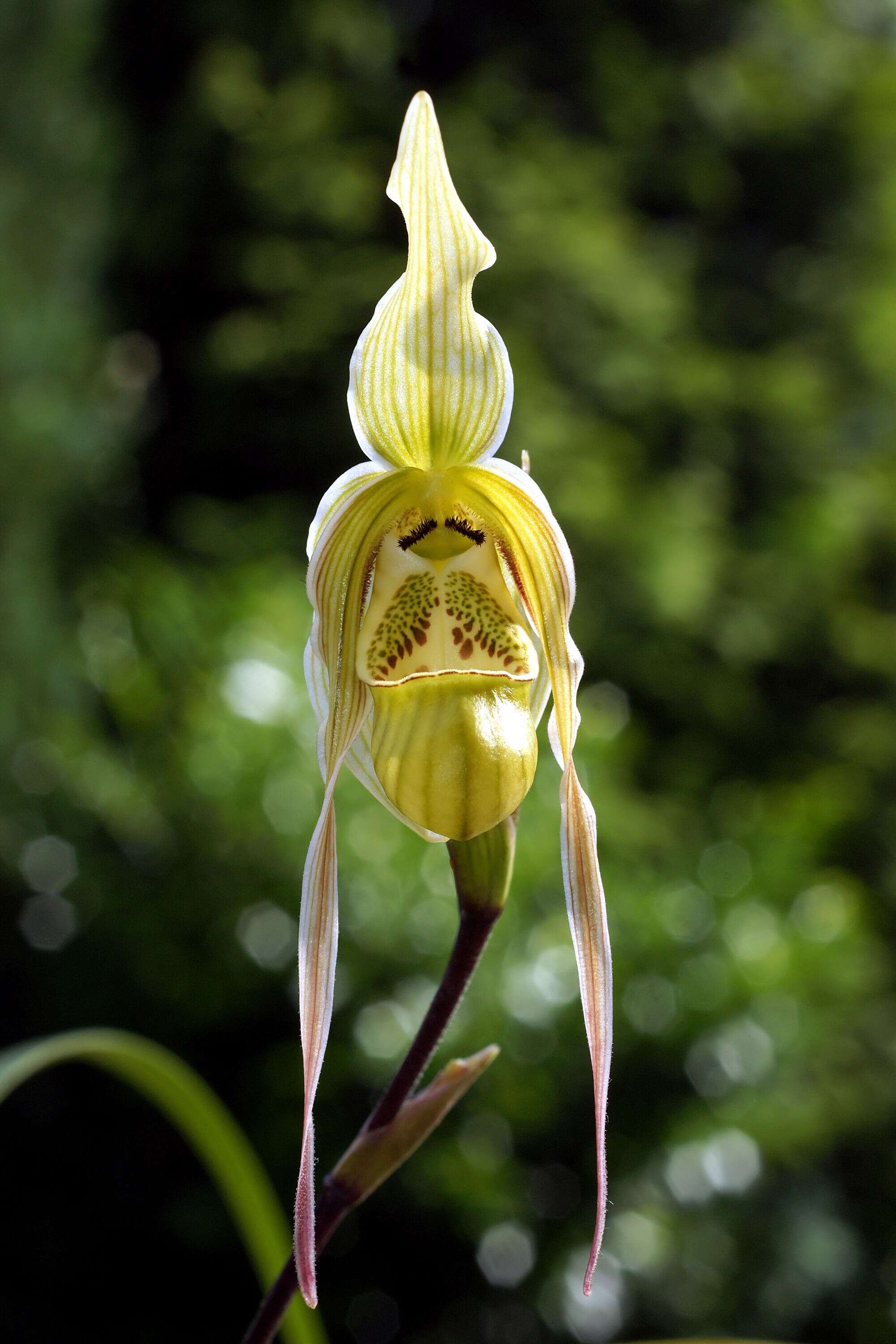 Image de Phragmipedium pearcei (Veitch ex J. Dix) Rauh & Senghas