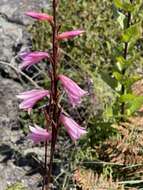 Imagem de Watsonia strubeniae L. Bolus