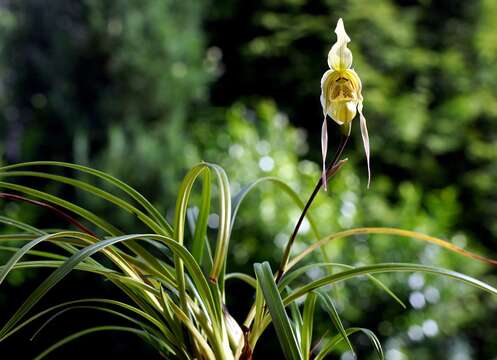 Image of Pearce's Phragmipedium