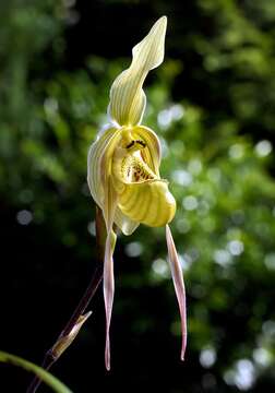 Image of Pearce's Phragmipedium