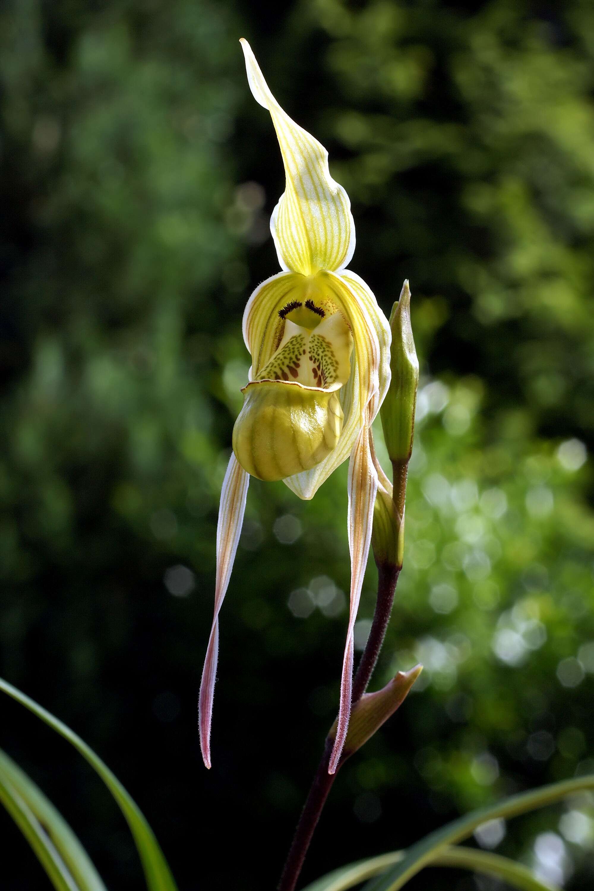 Image de Phragmipedium pearcei (Veitch ex J. Dix) Rauh & Senghas