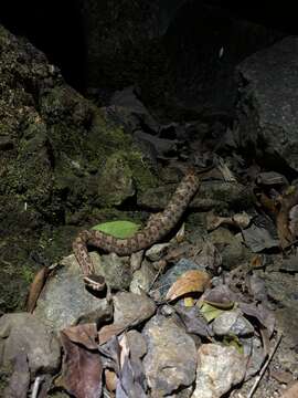 Image of Ovophis tonkinensis (Bourret 1934)