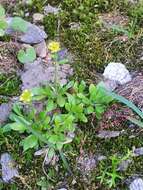 Image of Saxifraga seguieri Sprengel