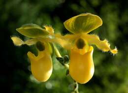 Image of Primrose Yellow Paphiopedilum