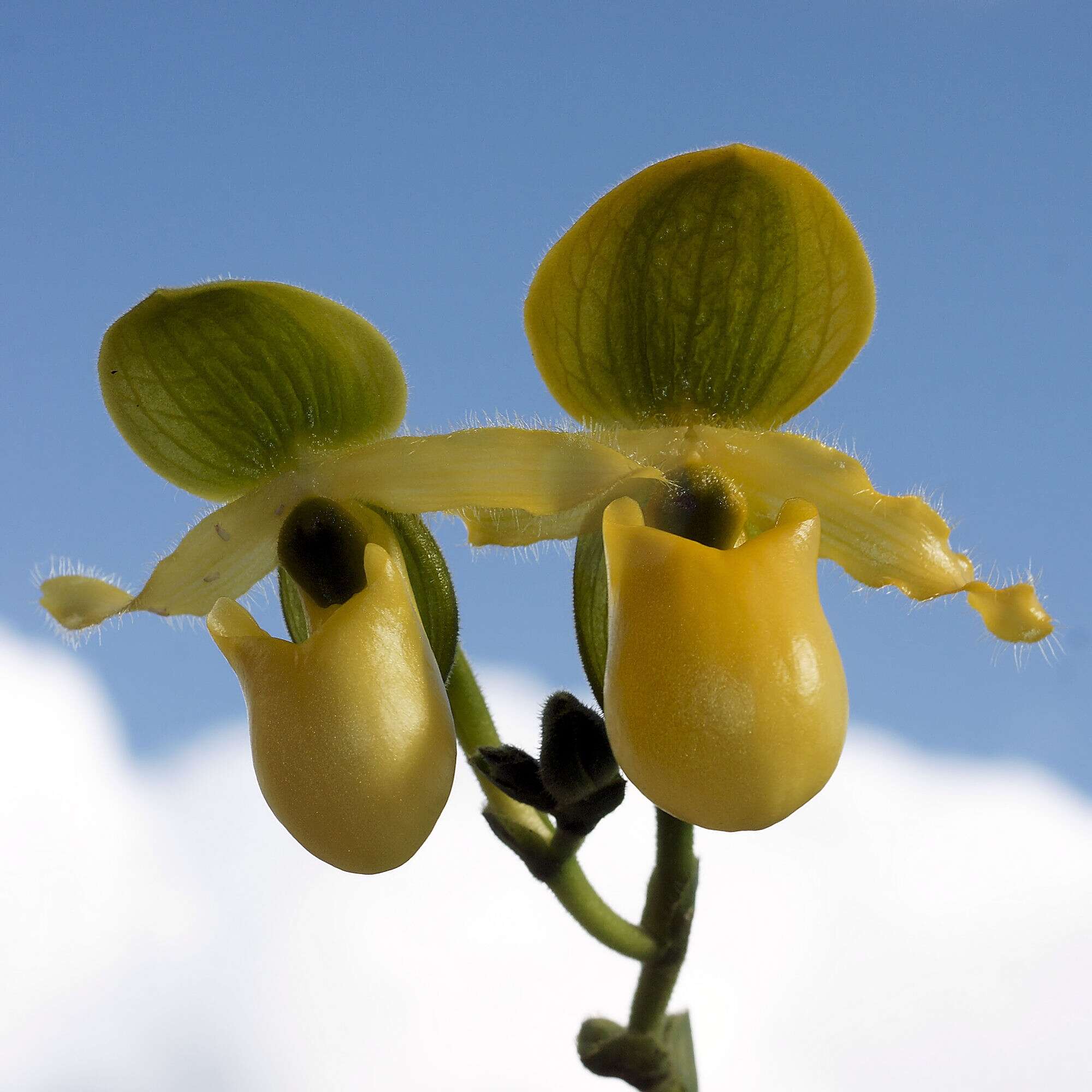 Image of Primrose Yellow Paphiopedilum