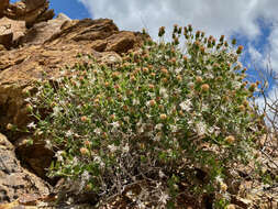 Image of pungent brickellbush