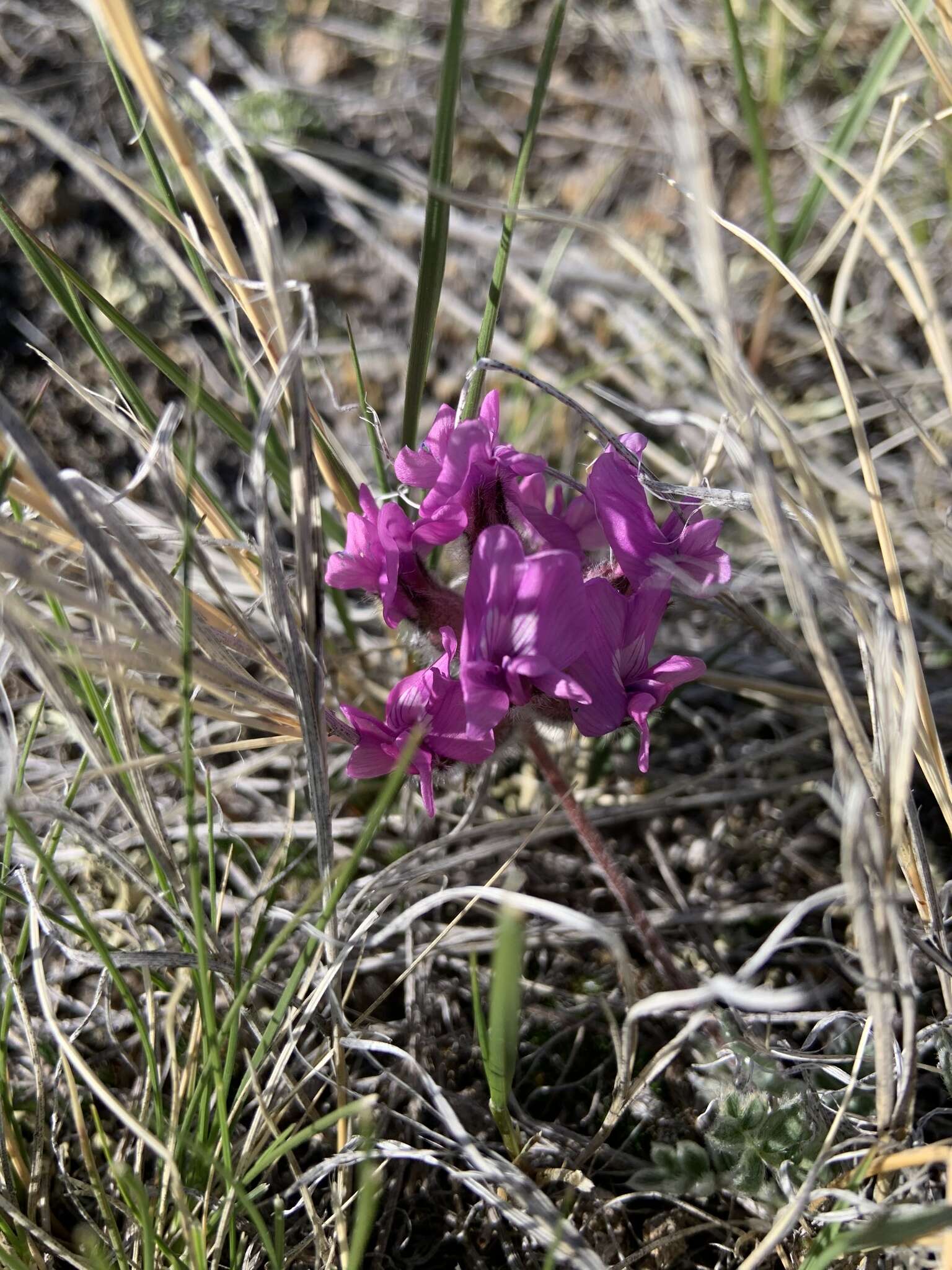 Image of haresfoot locoweed