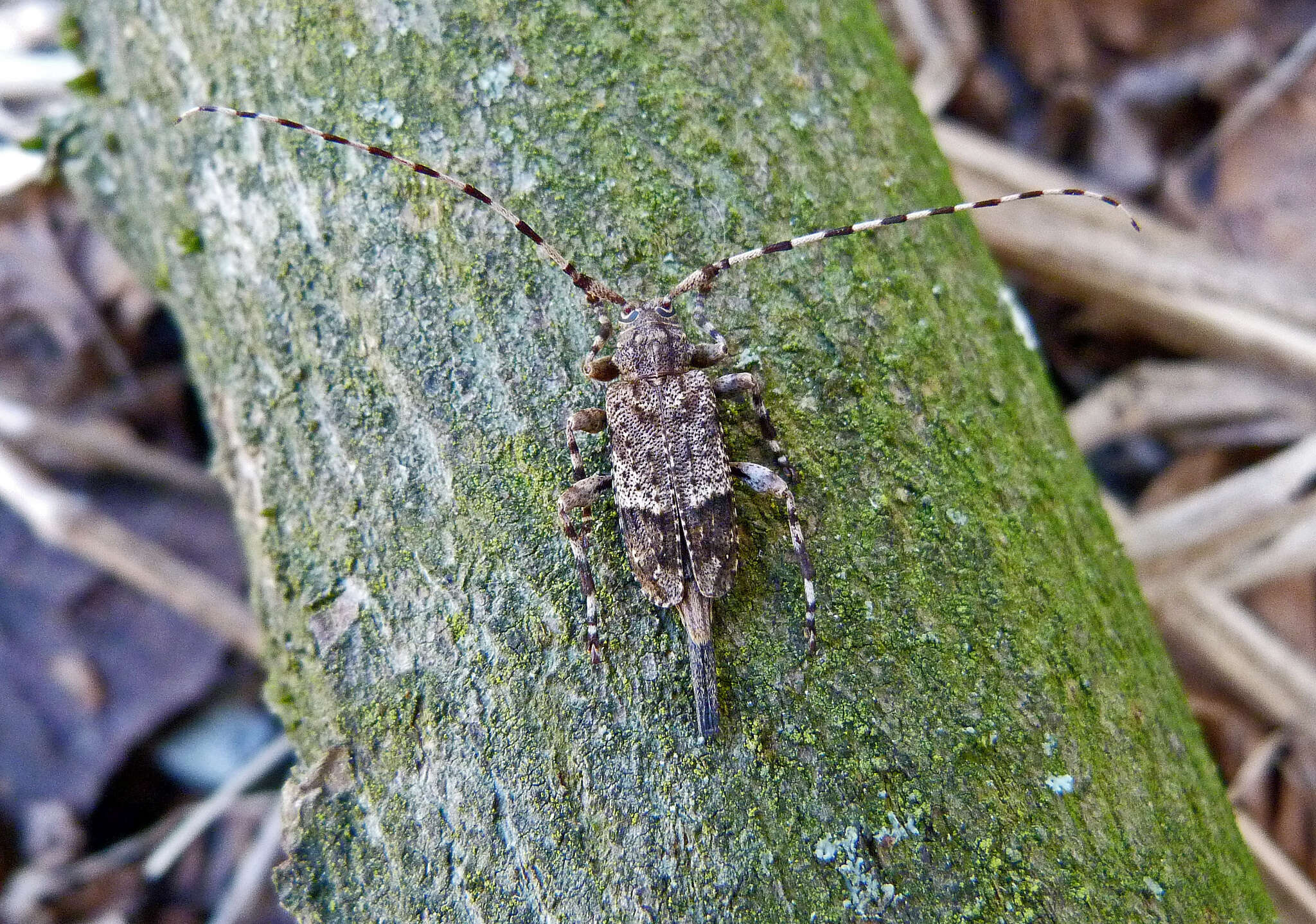 Image of Acanthocinus reticulatus (Razoumowsky 1789)