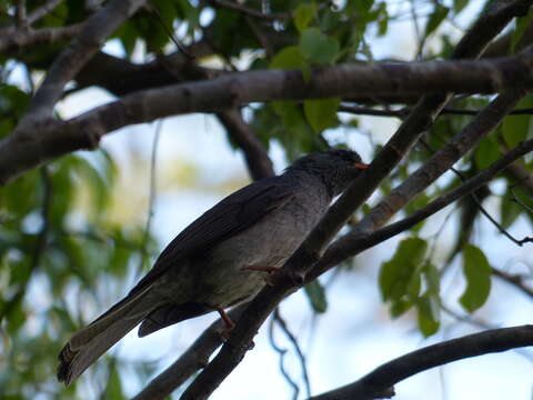 Image of Madagascar Black Bulbul