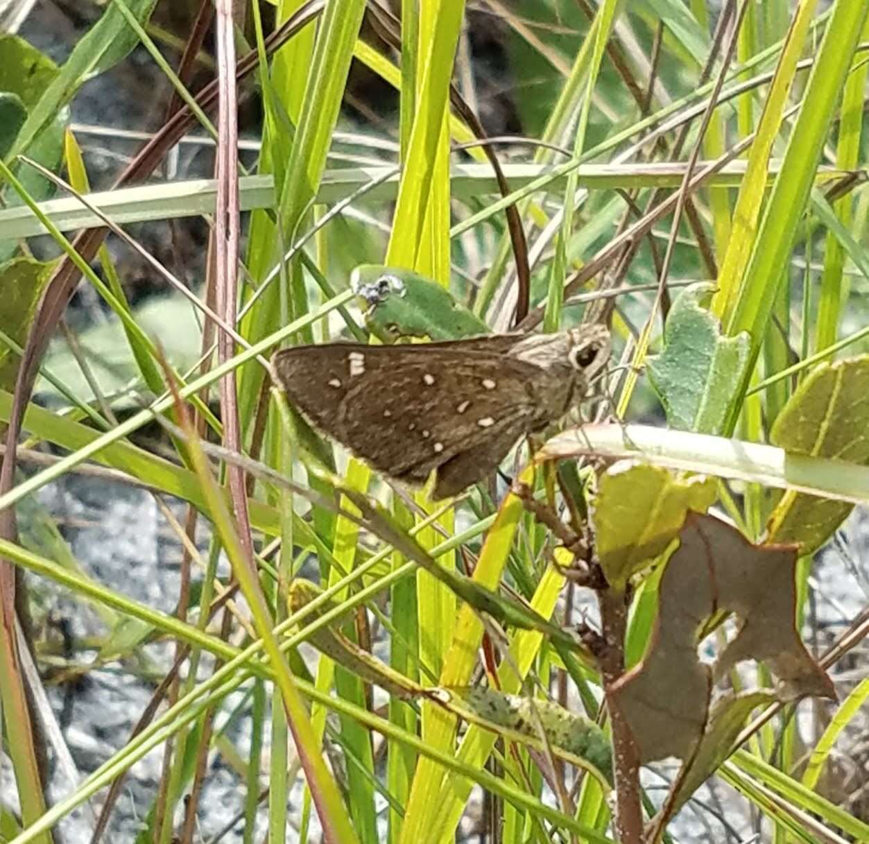 Atrytonopsis loammi Whitney 1876 resmi