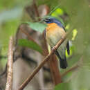 Image of Chinese Blue Flycatcher