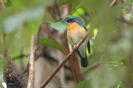 Image of Chinese Blue Flycatcher