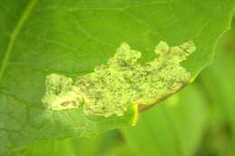 Image of Liriomyza taraxaci Hering 1927