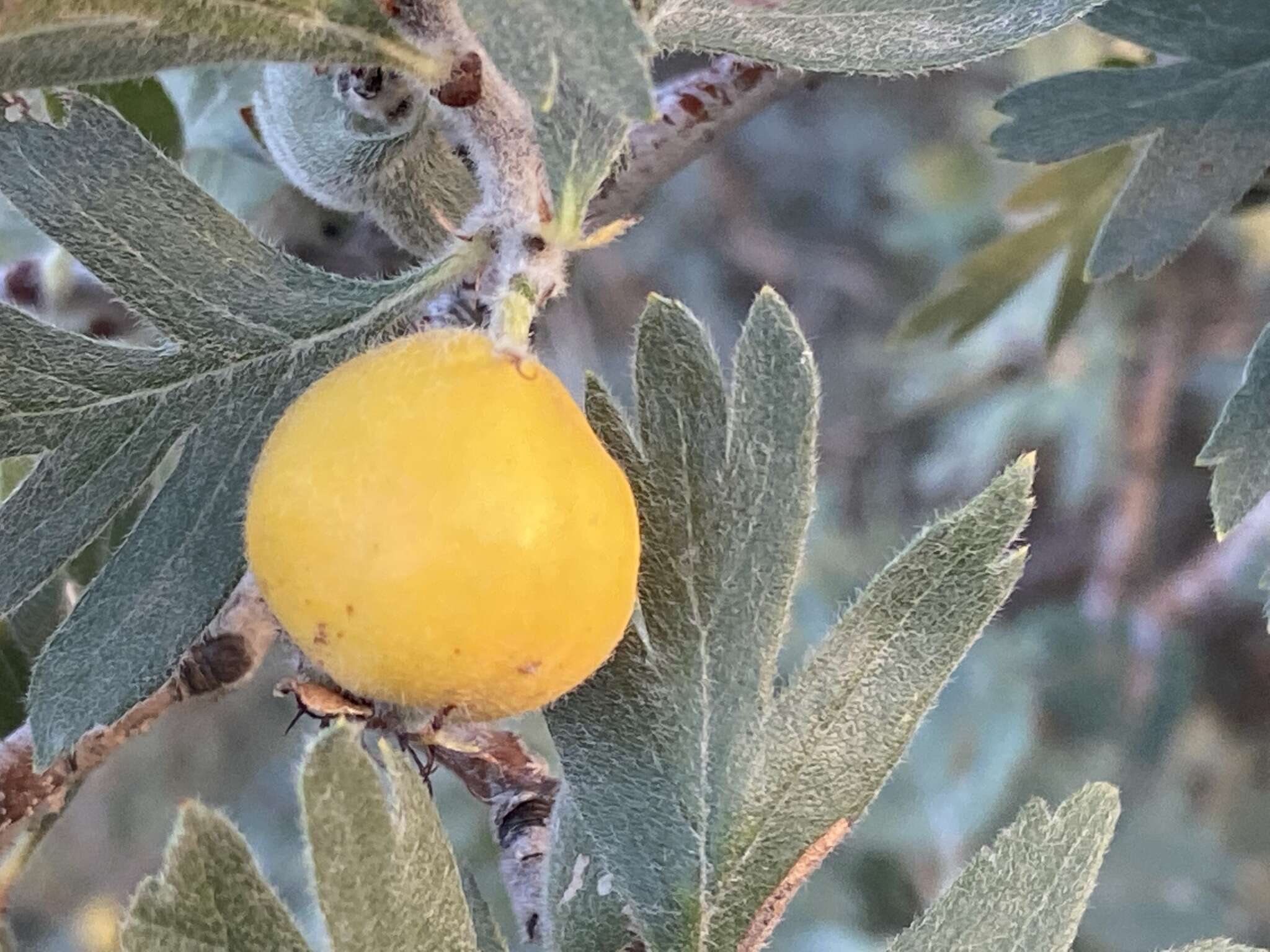 Image of Crataegus orientalis subsp. pojarkovae (Kossych) J. I. Byatt