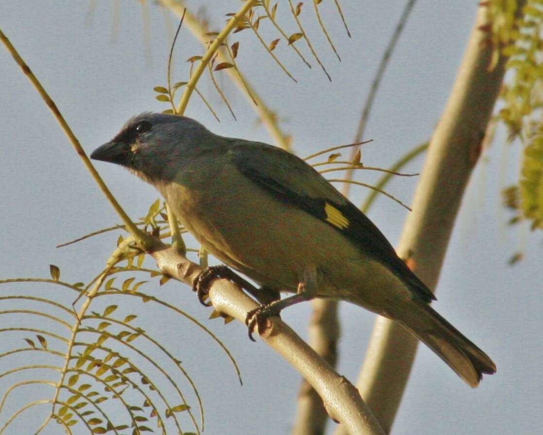 Image of Yellow-winged Tanager