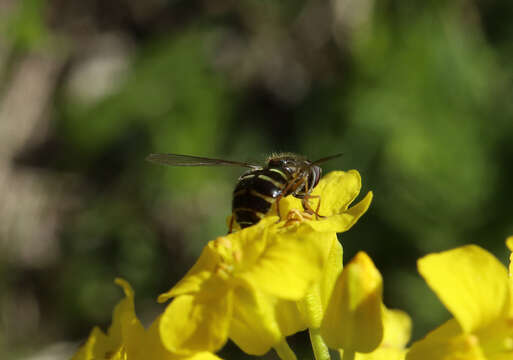 Image of Dasysyrphus venustus (Meigen 1822)