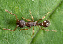 Image of Myrmica punctiventris Roger 1863