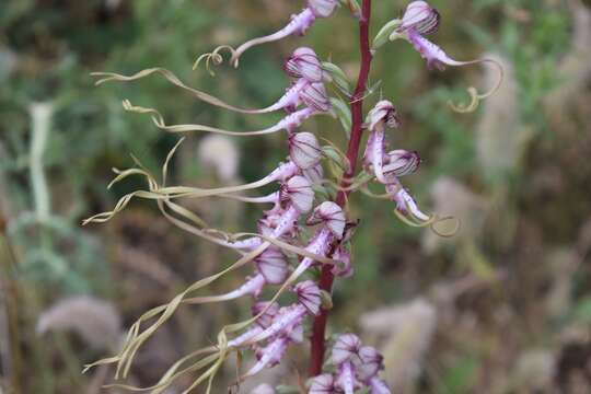 Himantoglossum caprinum subsp. jankae (Somlyay, Kreutz & Óvári) R. M. Bateman, Molnar & Sramkó resmi