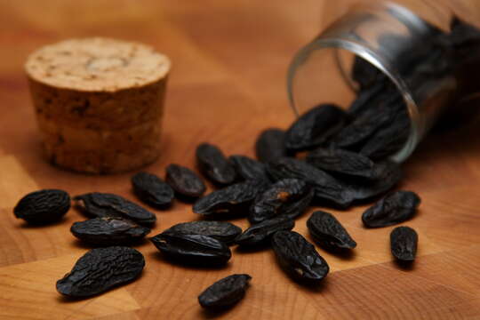 Image of tonka bean