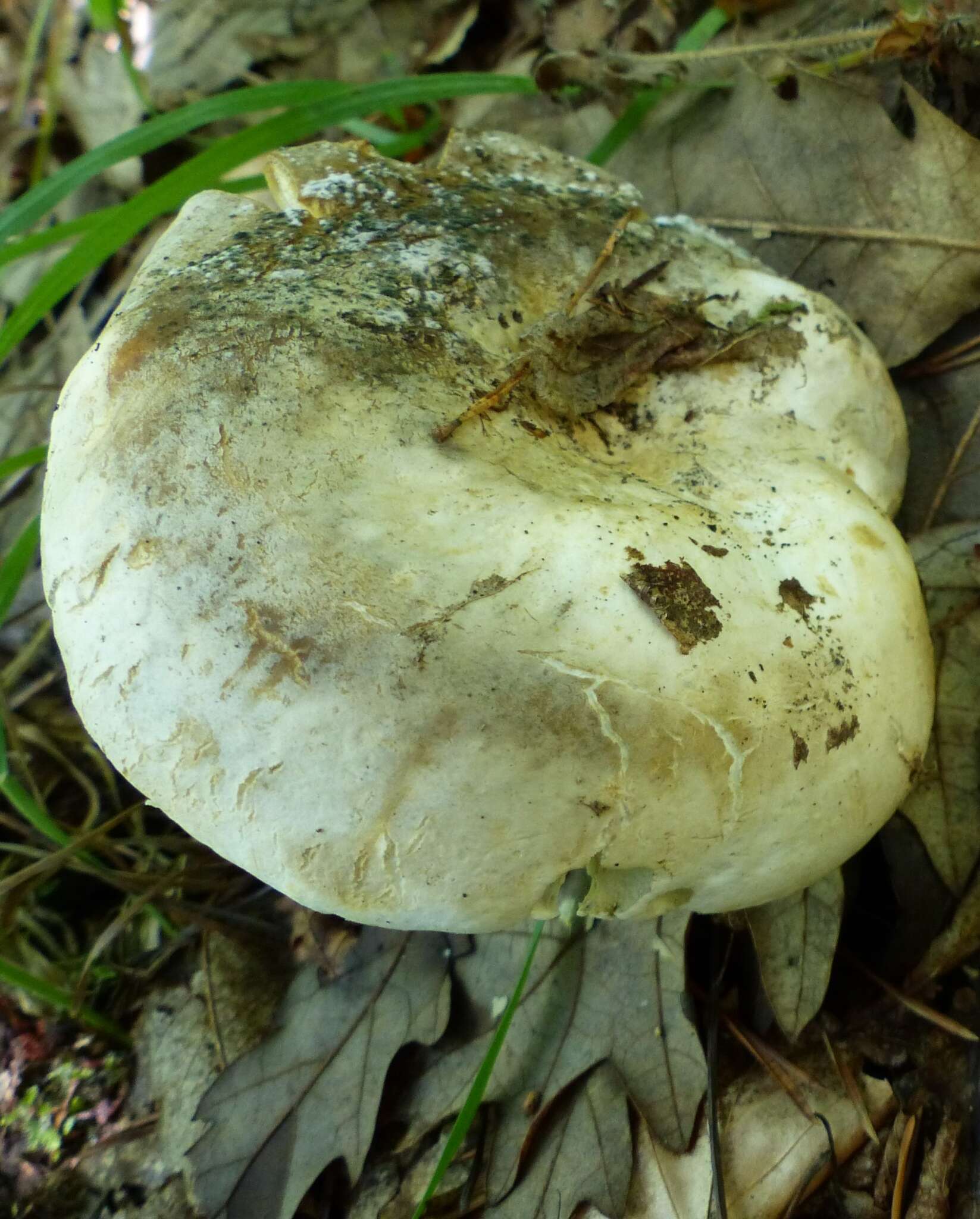 Image of Lactifluus glaucescens (Crossl.) Verbeken 2012