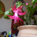 Plancia ëd Schlumbergera russelliana (Hook.) Britton & Rose