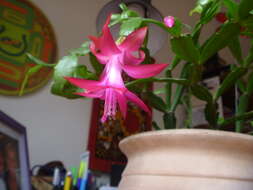 Image of Schlumbergera russelliana (Hook.) Britton & Rose