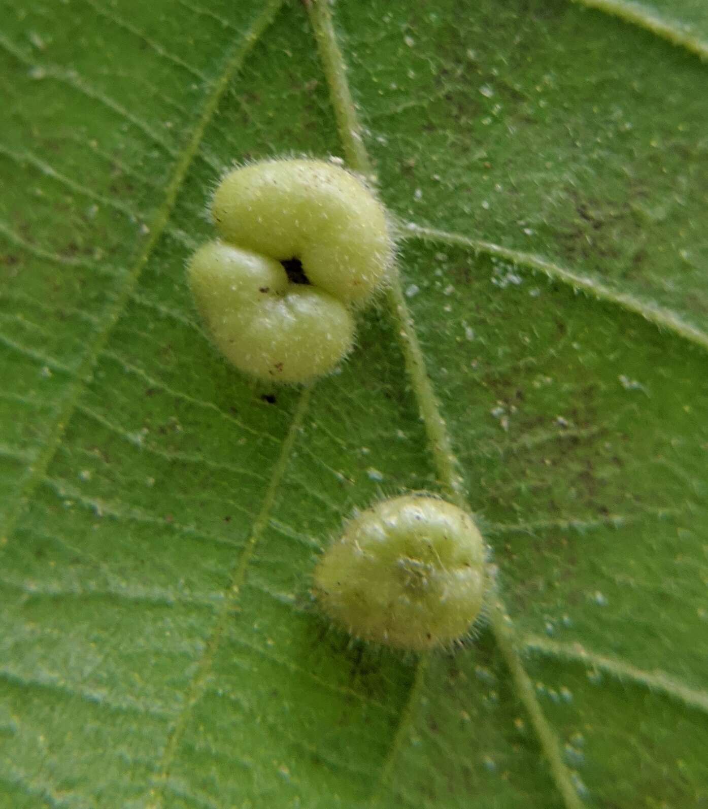 Image of Caryomyia thompsoni (Felt 1908)