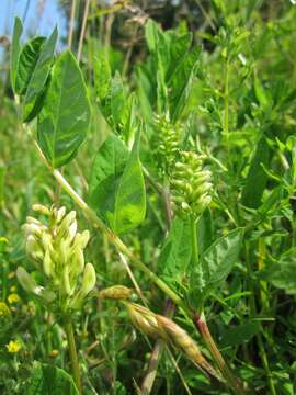 Image of licorice milkvetch