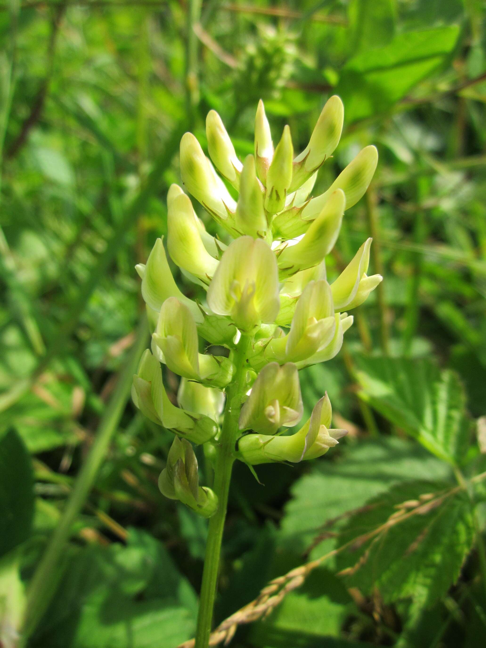 Image of licorice milkvetch