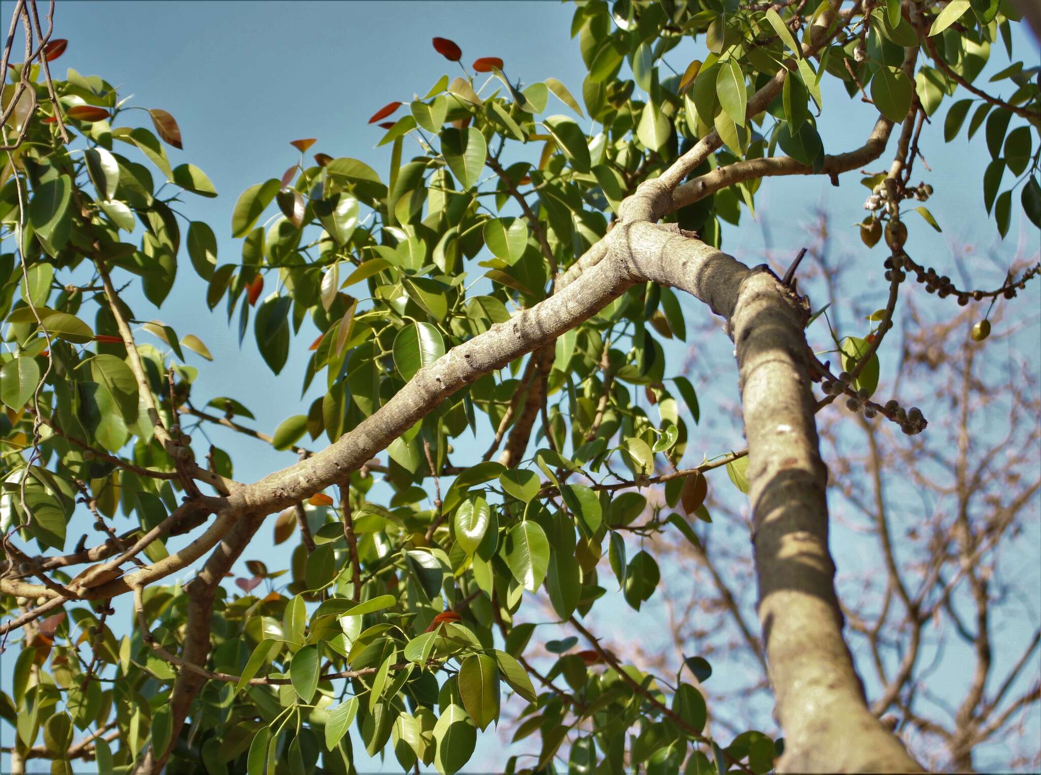 Image of Ficus amplissima Sm.