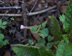 Erythranthe inconspicua (A. Gray) G. L. Nesom resmi