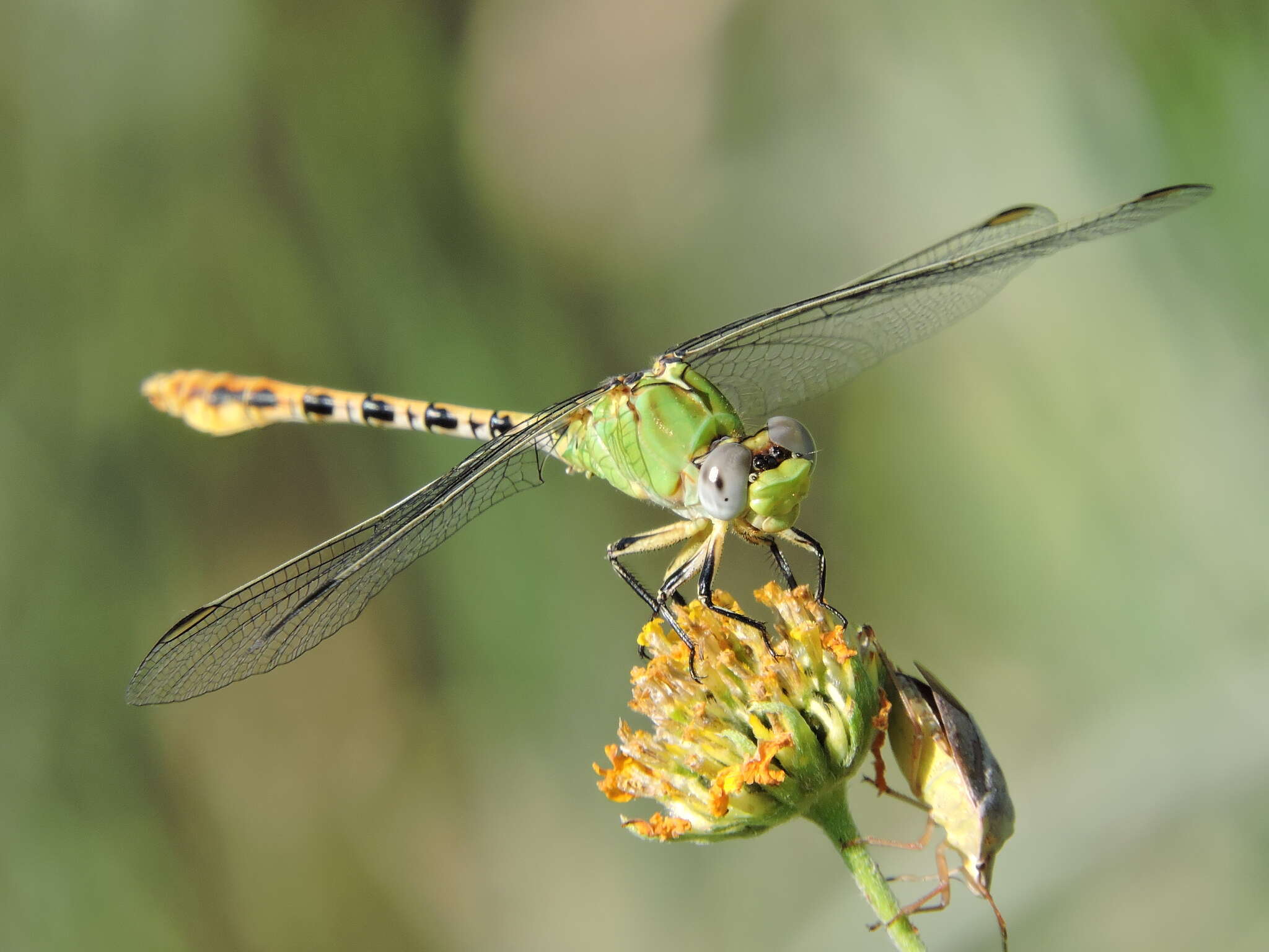 Image of Erpetogomphus crotalinus (Hagen ex Selys 1854)