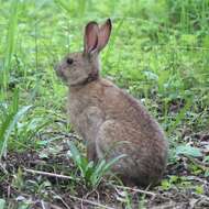 Image of Japanese Hare
