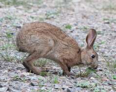 Image of Japanese Hare